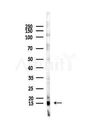 Phospho-Histone H2A.X (Ser139)[Ser140] Antibody - Western blot analysis of lysates from Mouse testis, using Phospho-Histone H2A.