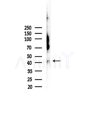 Phospho-CREB (Ser142) Antibody - Western blot analysis of lysates from COLO205 cells, using Phospho-CREB (Ser142) Antibody at 1/1000 dilution.