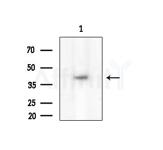 Phospho-JunB (Ser259) Antibody - Western blot analysis of extracts from Rat testis, using Phospho-JunB (Ser259) Antibody at 1/1000 dilution.