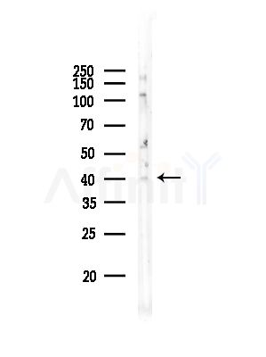 Phospho-JunB (Ser259) Antibody - Western blot analysis of lysates from Rat testis, using Phospho-JunB (Ser259) Antibody at 1/1000 dilution.