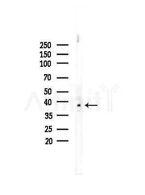 Phospho-JunD (Ser255) Antibody - Western blot analysis of lysates from Rat testis, using Phospho-JunD (Ser255) Antibody at 1/1000 dilution.