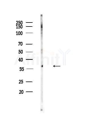Phospho-IGFBP3 (Ser183) Antibody - Western blot analysis of lysates from K562 cells, using Phospho-IGFBP3 (Ser183) Antibody at 1/1000 dilution.