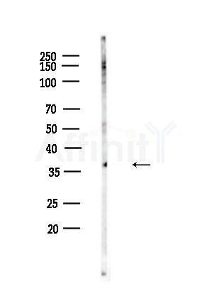 Phospho-IGFBP3 (Ser183) Antibody - Western blot analysis of lysates from K562 cells, using Phospho-IGFBP3 (Ser183) Antibody at 1/1000 dilution.
