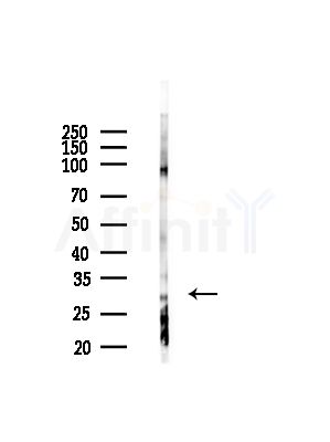 Phospho-ATF1 (Ser63) Antibody - Western blot analysis of lysates from Rat liver, using Phospho-ATF1 (Ser63) Antibody at 1/1000 dilution.