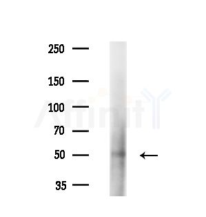 Phospho-CDC25B (Ser323) Antibody - Western blot analysis of extracts from Mouse liver, using Phospho-CDC25B (Ser323) Antibody at 1/1000 dilution.