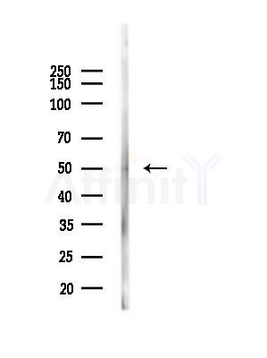 Phospho-CDC25B (Ser323) Antibody - Western blot analysis of lysates from Mouse liver, using Phospho-CDC25B (Ser323) Antibody at 1/1000 dilution.