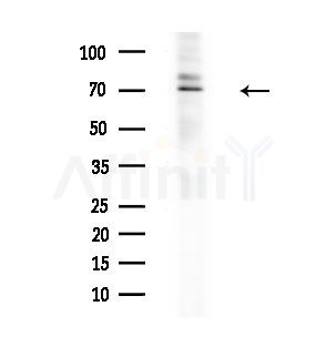 Phospho-SREBP1 (Ser439) Antibody - Western blot analysis of extracts from RAW264.