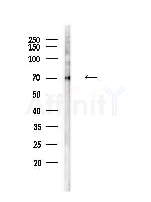 Phospho-SREBP1 (Ser439) Antibody - Western blot analysis of lysates from RAW264.