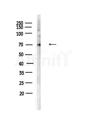 Phospho-SREBP1 (Ser439) Antibody - Western blot analysis of lysates from RAW264.