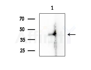 Phospho-MEK4/MKK4 (Ser80) Antibody - Western blot analysis of extracts from Mouse testis, using Phospho-MEK4/MKK4 (Ser80) Antibody at 1/1000 dilution.