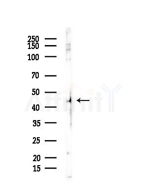 Phospho-MEK4/MKK4 (Ser80) Antibody - Western blot analysis of lysates from Mouse testis, using Phospho-MEK4/MKK4 (Ser80) Antibody at 1/1000 dilution.