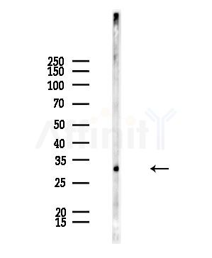 Phospho-Ephrin B2 (Tyr330) Antibody - Western blot analysis of lysates from Mouse testis, using Phospho-Ephrin B2 (Tyr330) Antibody at 1/1000 dilution.
