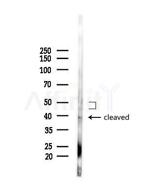 Phospho-Caspase 9 (Thr125) Antibody - Western blot analysis of lysates from Mouse liver, using Phospho-Caspase 9 (Thr125) Antibody at 1/1000 dilution.