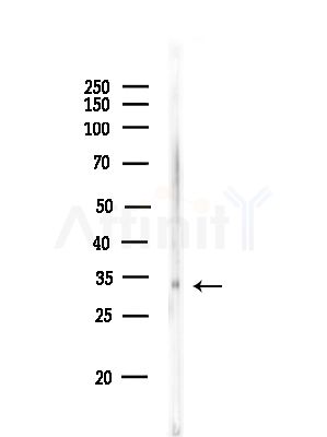 Phospho-RPS6 (Ser235) Antibody - Western blot analysis of lysates from Rat lung, using Phospho-RPS6 (Ser235) Antibody at 1/1000 dilution.