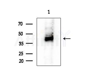 Phospho-Smad3 (Ser213) Antibody - Western blot analysis of extracts from HepG2 cells(heat-shock treatment), using Phospho-Smad3 (Ser213) Antibody at 1/1000 dilution.
