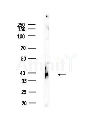 Phospho-Smad3 (Ser213) Antibody - Western blot analysis of lysates from HepG2 cells(heat-shock,45min treatment), using Phospho-Smad3 (Ser213) Antibody at 1/1000 dilution.