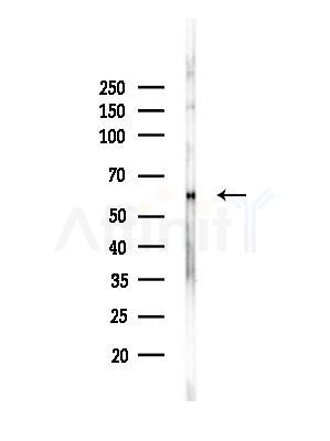 Phospho-FOXO4 (Thr451) Antibody - Western blot analysis of lysates from Mouse brain, using Phospho-FOXO4 (Thr451) Antibody at 1/1000 dilution.