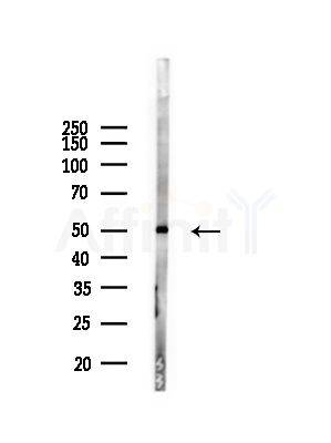 Phospho-RUNX1 / AML1 (Ser276) Antibody - Western blot analysis of lysates from Rat liver, using Phospho-RUNX1 / AML1 (Ser276) Antibody at 1/1000 dilution.