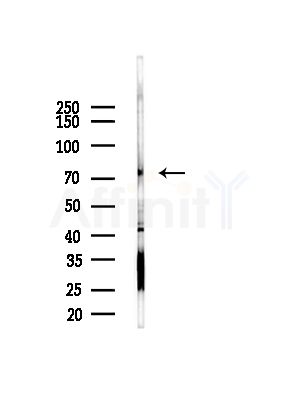 Phospho-FOXO1A (Ser329) Antibody - Western blot analysis of lysates from Hela cells(LPS, 4h treatment), using Phospho-FOXO1A (Ser329) Antibody at 1/1000 dilution.