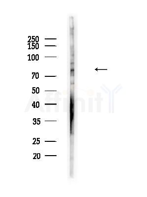 Phospho-pan-FOXO1/3/4 (Thr24/Thr32) Antibody - Western blot analysis of lysates from B16F10-LUC cells(heat-shock,45min treatment), using Phospho-pan-FOXO1/3/4 (Thr24/Thr32) Antibody at 1/1000 dilution.