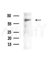 Phospho-IKB beta (Ser19) Antibody - Western blot analysis of lysates from Mouse testis, using Phospho-IKB beta (Ser19) Antibody at 1/1000 dilution.