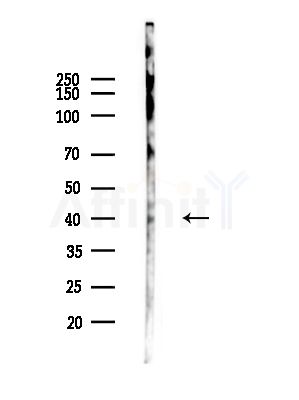 Phospho-IKB beta (Ser19) Antibody - Western blot analysis of lysates from Mouse testis, using Phospho-IKB beta (Ser19) Antibody at 1/1000 dilution.