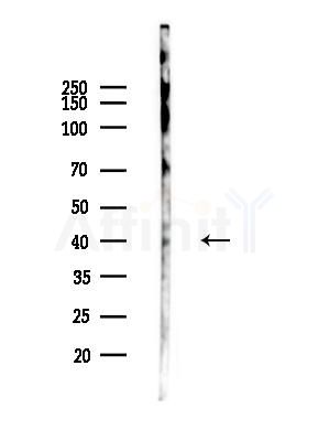 Phospho-IKB beta (Ser19) Antibody - Western blot analysis of lysates from Mouse testis, using Phospho-IKB beta (Ser19) Antibody at 1/1000 dilution.