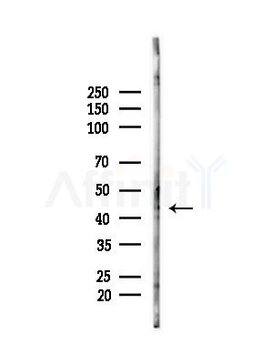 Phospho-p38 MAPK (Thr180) Antibody - Western blot analysis of lysates from Hela cells(heat-shock,45min treatment), using Phospho-p38 MAPK (Thr180) Antibody at 1/1000 dilution.
