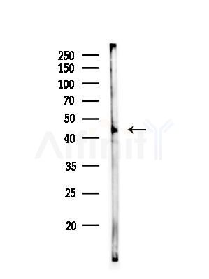 Phospho-CDC37 (Ser13) Antibody - Western blot analysis of lysates from COLO205 cells, using Phospho-CDC37 (Ser13) Antibody at 1/1000 dilution.
