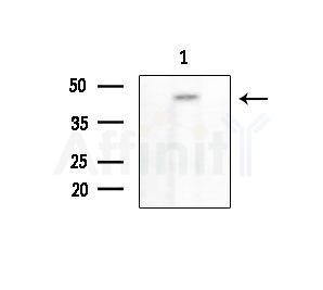 Phospho-PDCD4 (Ser457) Antibody - Western blot analysis of extracts from COLO205 cells, using Phospho-PDCD4 (Ser457) Antibody at 1/1000 dilution.