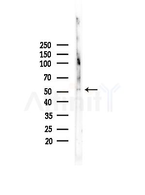 Phospho-PDCD4 (Ser457) Antibody - Western blot analysis of lysates from Rat testis, using Phospho-PDCD4 (Ser457) Antibody at 1/1000 dilution.