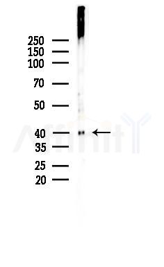Phospho-HDAC8 (Ser39) Antibody - Western blot analysis of lysates from Rat testis, using Phospho-HDAC8 (Ser39) Antibody at 1/1000 dilution.