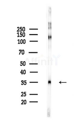 Phospho-PPP1CA (Thr320) Antibody - Western blot analysis of lysates from Mouse brain, using Phospho-PPP1CA (Thr320) Antibody at 1/1000 dilution.