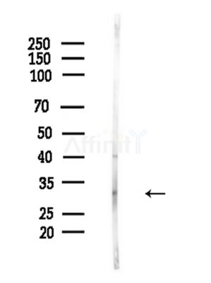 Phospho-SNAIL (Ser11) Antibody - Western blot analysis of lysates from Hela cells(LPS,4h treatment), using Phospho-SNAIL (Ser11) Antibody at 1/1000 dilution.