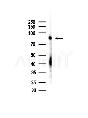 Phospho-RSK1/2/3/4 (Ser221/Ser227/Ser218/Ser232) Antibody - Western blot analysis of lysates from B16F10-LUC cells(starvation,24h treatment), using Phospho-RSK1/2/3/4 (Ser221/Ser227/Ser218/Ser232) Antibody at 1/1000 dilution.