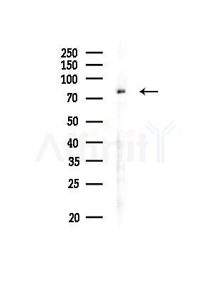 Phospho-RSK1/2/3/4 (Ser221/Ser227/Ser218/Ser232) Antibody - Western blot analysis of lysates from Rat liver, using Phospho-RSK1/2/3/4 (Ser221/Ser227/Ser218/Ser232) Antibody at 1/1000 dilution.