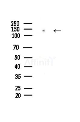 Phospho-MCM2 (Ser41) Antibody - Western blot analysis of lysates from Hela cells(LPS,4h treatment), using Phospho-MCM2 (Ser41) Antibody at 1/1000 dilution.