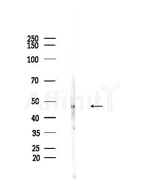 Cleaved-Caspase 1 (Asp296), p20 Antibody - Western blot analysis of lysates from Rat brain, using Cleaved-Caspase 1 (Asp296), p20 Antibody at 1/1000 dilution.