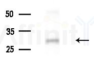 Twist1 Antibody - Western blot analysis of extracts from Mouse brain, using Twist1 Antibody at 1/1000 dilution.