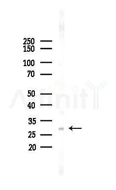 Twist1 Antibody - Western blot analysis of lysates from Mouse brain, using Twist1 Antibody at 1/1000 dilution.