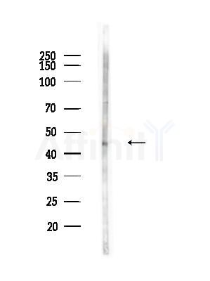 Cleaved-Caspase 1 (Ala317), p10 Antibody - Western blot analysis of lysates from RAW264.