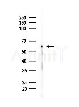 PKM2 Antibody - Western blot analysis of lysates from Mouse brain, using PKM2 Antibody at 1/1000 dilution.