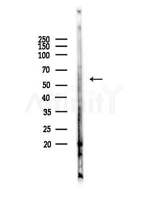 Ring1A Antibody - Western blot analysis of lysates from Mouse testis, using Ring1A Antibody at 1/1000 dilution.