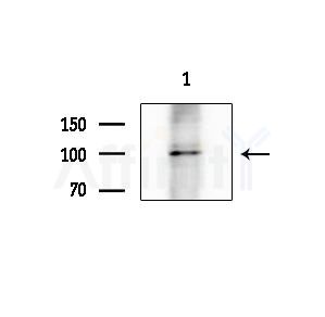 Blimp-1 Antibody - Western blot analysis of extracts from COS-7 cells(heat-shock treatment), using Blimp-1 Antibody at 1/1000 dilution.