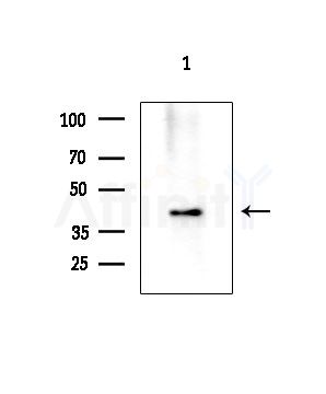Phospho-Occludin (Ser507 ) Antibody - Western blot analysis of lysates from HepG2 cells, using Phospho-Occludin (Ser507 ) Antibody at 1/1000 dilution.