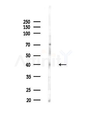 Phospho-TAZ (Ser89) Antibody - Western blot analysis of lysates from HepG2 cells, using Phospho-TAZ (Ser89) Antibody at 1/1000 dilution.