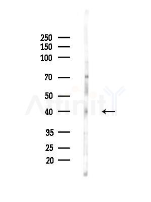 Phospho-TAZ (Ser89) Antibody - Western blot analysis of lysates from HepG2 cells, using Phospho-TAZ (Ser89) Antibody at 1/1000 dilution.