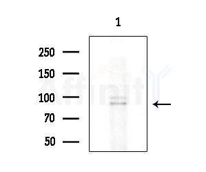 Phospho-NLRP3 (Ser295) Antibody - Western blot analysis of lysates from HepG2 cells, using Phospho-NLRP3 (Ser295) Antibody at 1/1000 dilution.