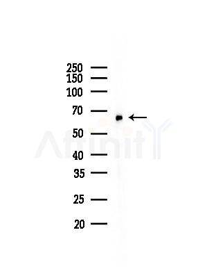 Phospho-NCF2 (Thr233) Antibody - Western blot analysis of lysates from RAW264.