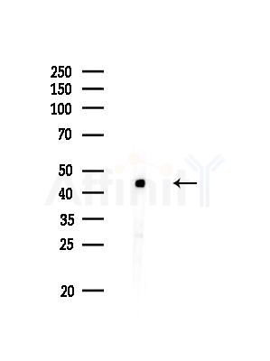 Acetyl-p53 (Lys373) Antibody - Western blot analysis of lysates from Rat brain, using Acetyl-p53 (Lys373) Antibody at 1/1000 dilution.
